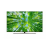 Телевизор LG 75UQ81009LCC, 4K Ultra HD, черный